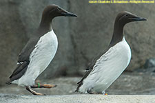 murres